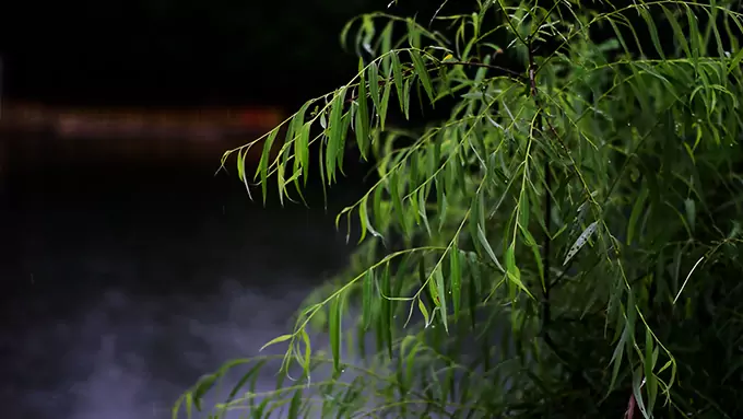 10 Horas de Lluvia Primaveral | Sonidos del Sauce Junto al Estanque | Ruido Blanco Natural | Música para Dormir y Meditar